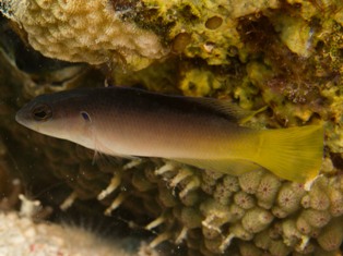 PSeudochromis olivaceaus